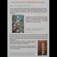 Bruyeres d'Afrique du Sud